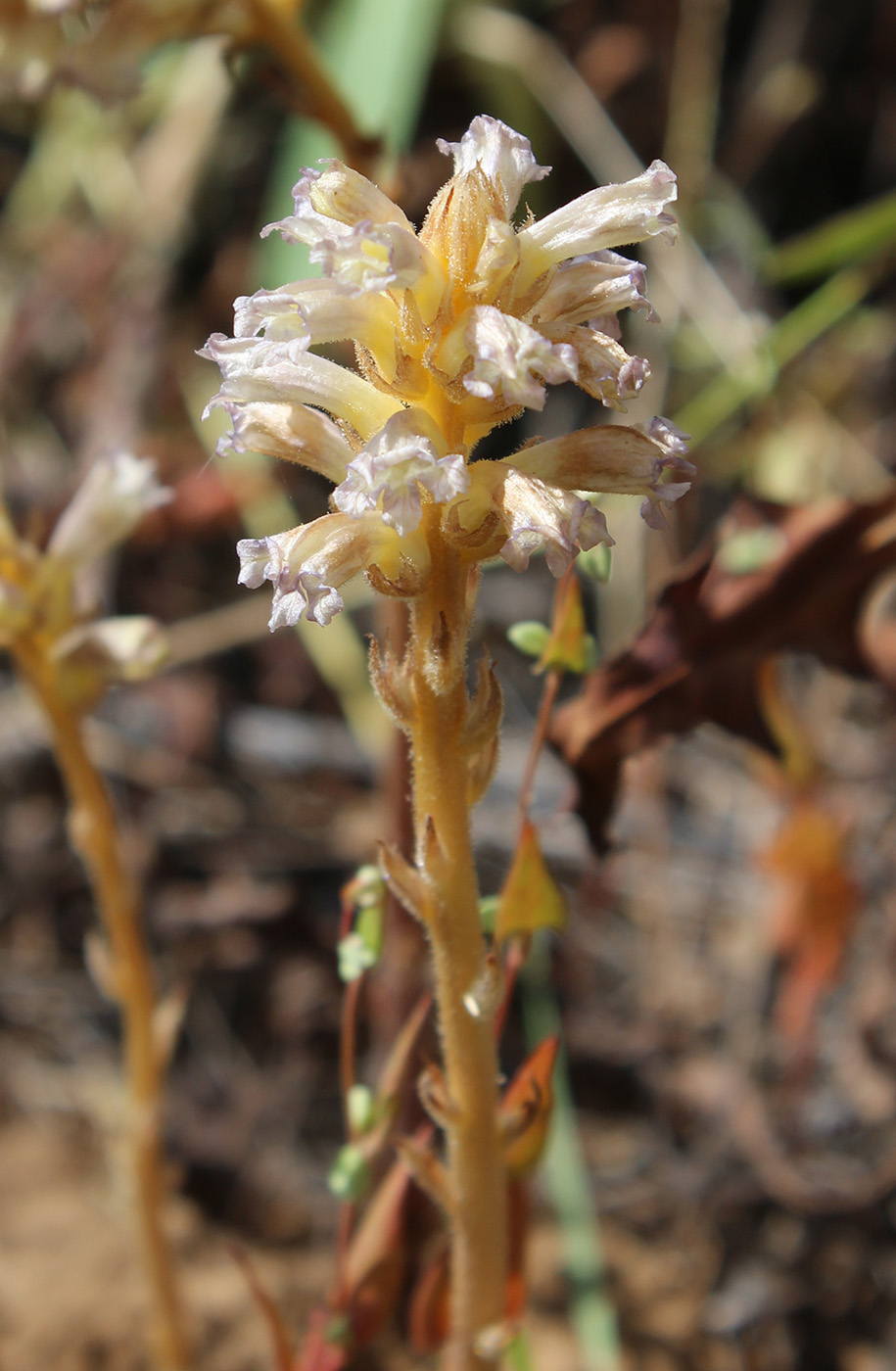 Image of Orobanche grenieri specimen.