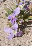 Matthiola fruticulosa var. bolleana