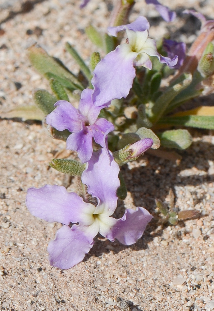 Изображение особи Matthiola fruticulosa var. bolleana.