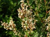 Aconogonon jurii
