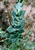 Linaria genistifolia