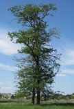 Gleditsia triacanthos