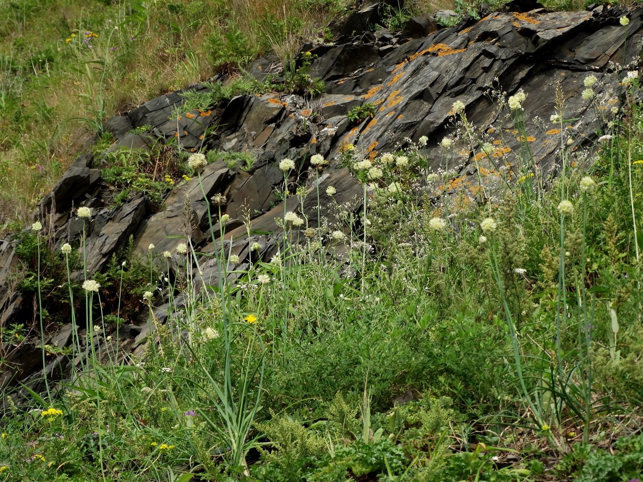 Image of Allium condensatum specimen.