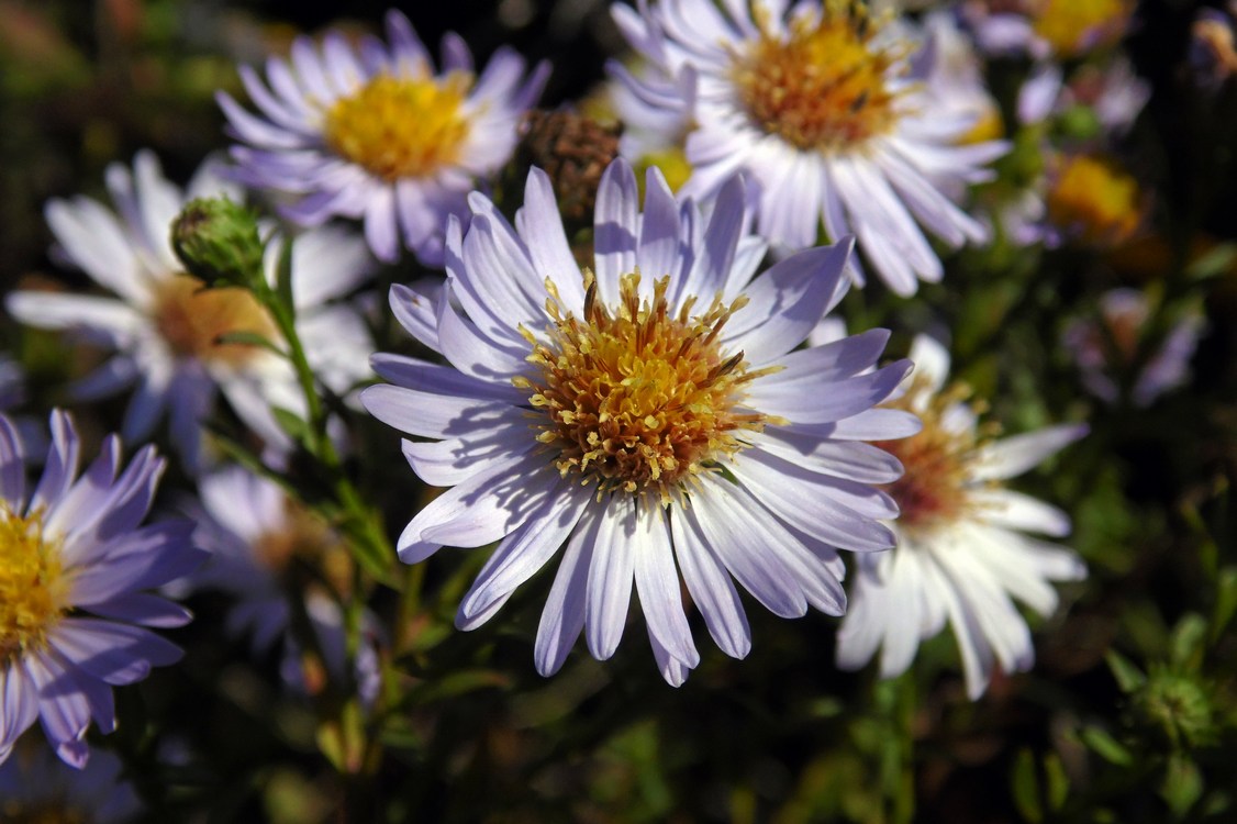 Изображение особи Symphyotrichum &times; versicolor.