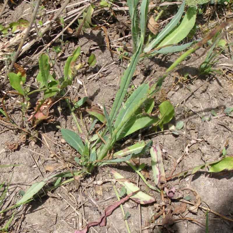 Image of genus Pilosella specimen.