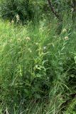 Geum aleppicum