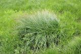 Carex appendiculata