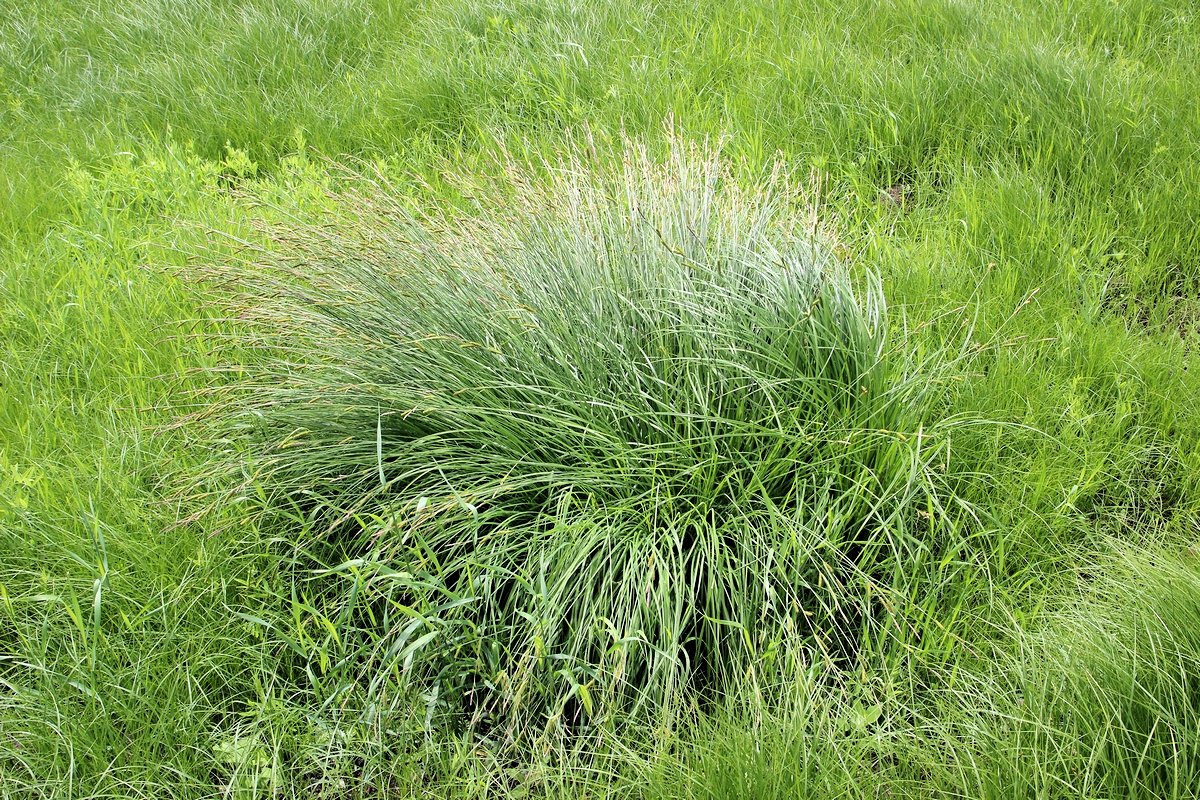 Изображение особи Carex appendiculata.