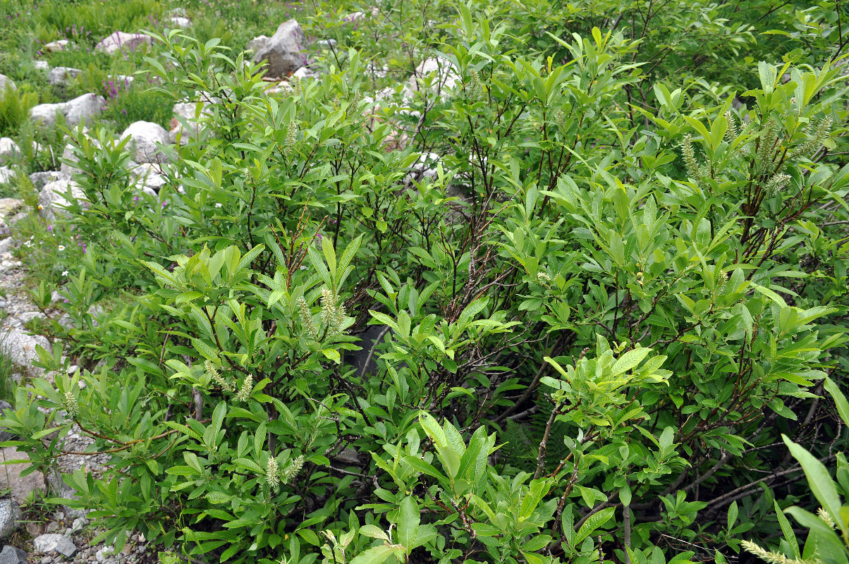 Image of Salix cinerea specimen.