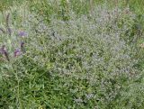 Nepeta parviflora. Цветущее растение. Украина, Запорожский р-н, Дурная балка, разнотравная степь. 07.06.2016.
