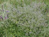 Nepeta parviflora