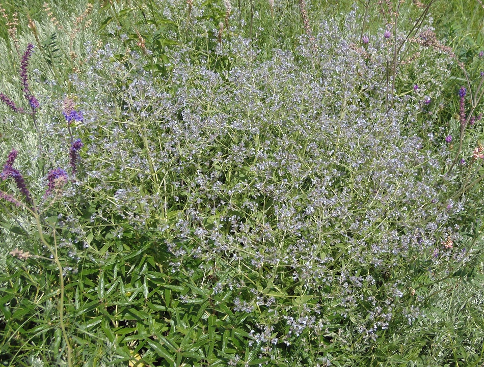 Image of Nepeta parviflora specimen.