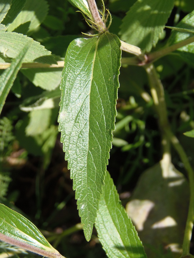 Image of Phlomis pungens specimen.
