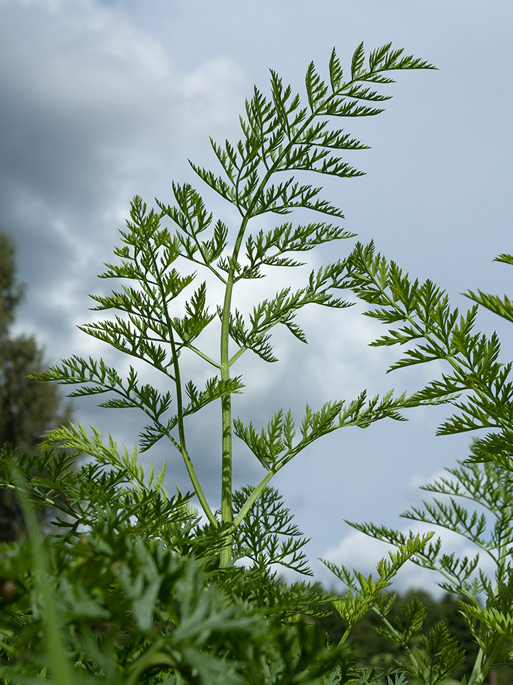 Изображение особи Daucus sativus.