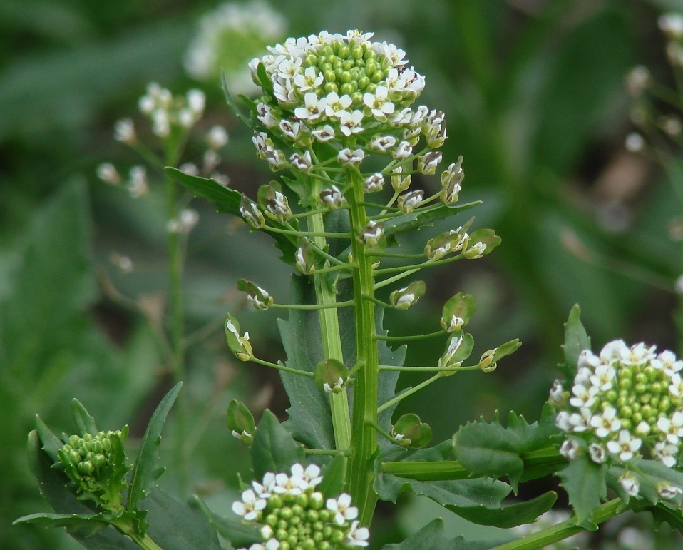 Image of Thlaspi arvense specimen.