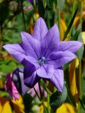 Platycodon grandiflorus. Аномальный цветок, у которого тычинки замещены дополнительным венчиком. Восточный Казахстан, Глубоковский р-н, в культуре. 07.08.2009.