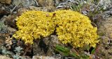 Vulpicida tilesii. Таллом. Полярный Урал, долина ручья Кершор, кустарничковая тундра. Август.