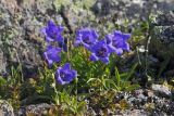 Campanula dasyantha