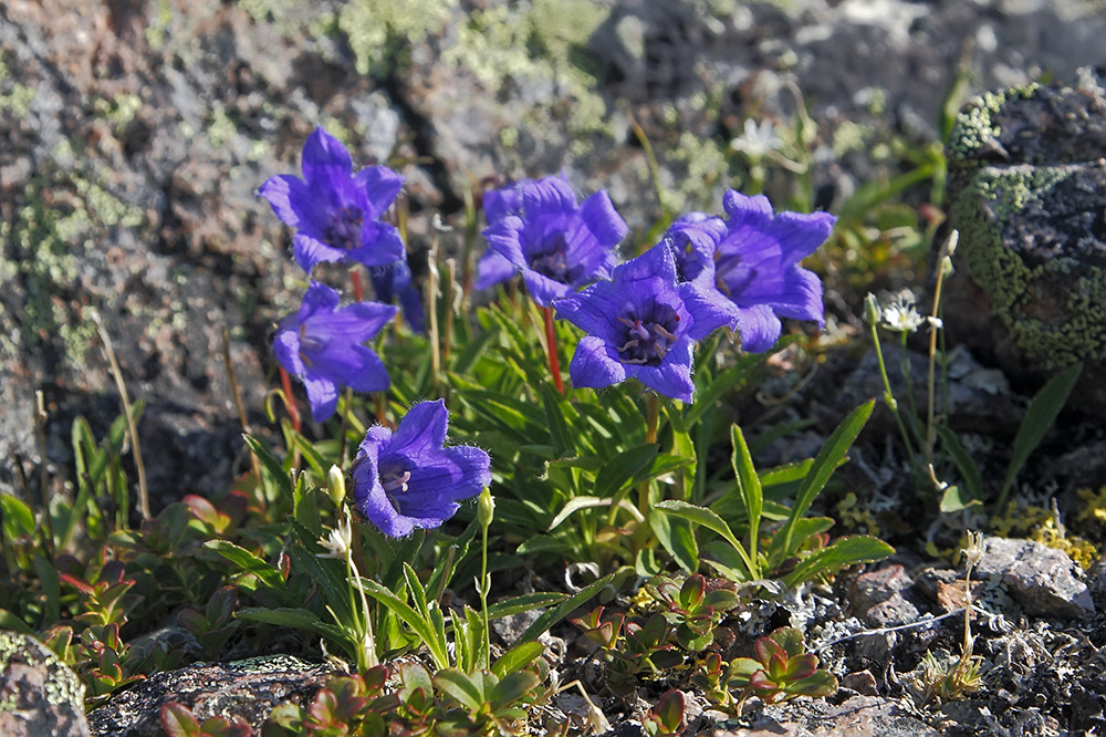 Изображение особи Campanula dasyantha.
