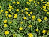 Taraxacum officinale