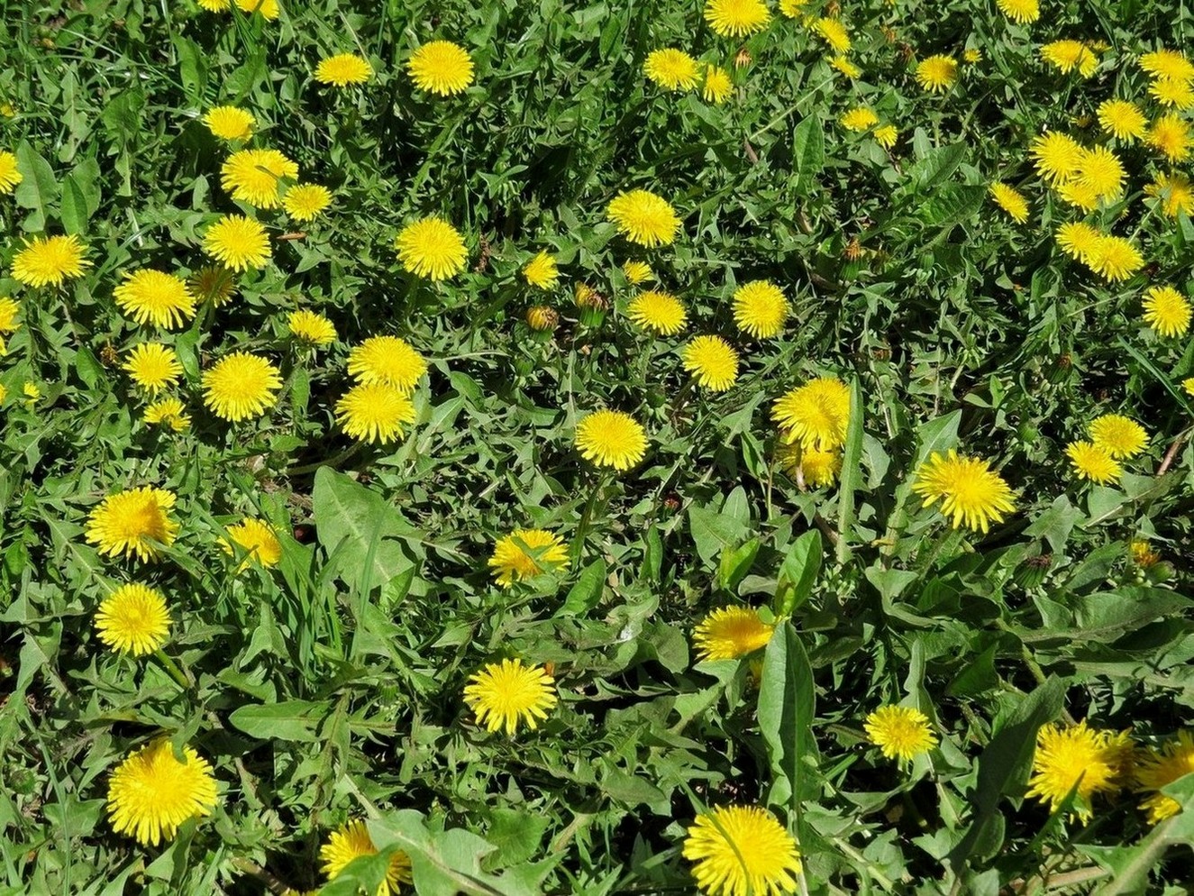 Изображение особи Taraxacum officinale.