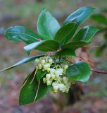 Arbutus unedo