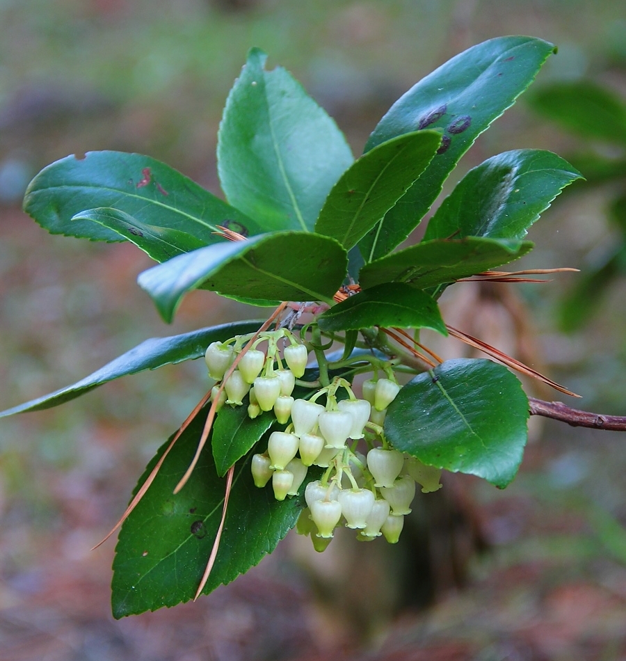 Изображение особи Arbutus unedo.