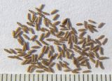 Omalotheca supina