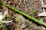 Ornithogalum woronowii