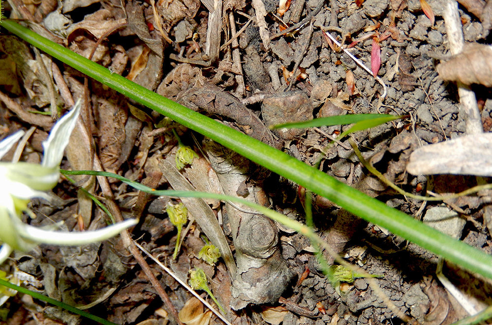 Image of Ornithogalum woronowii specimen.