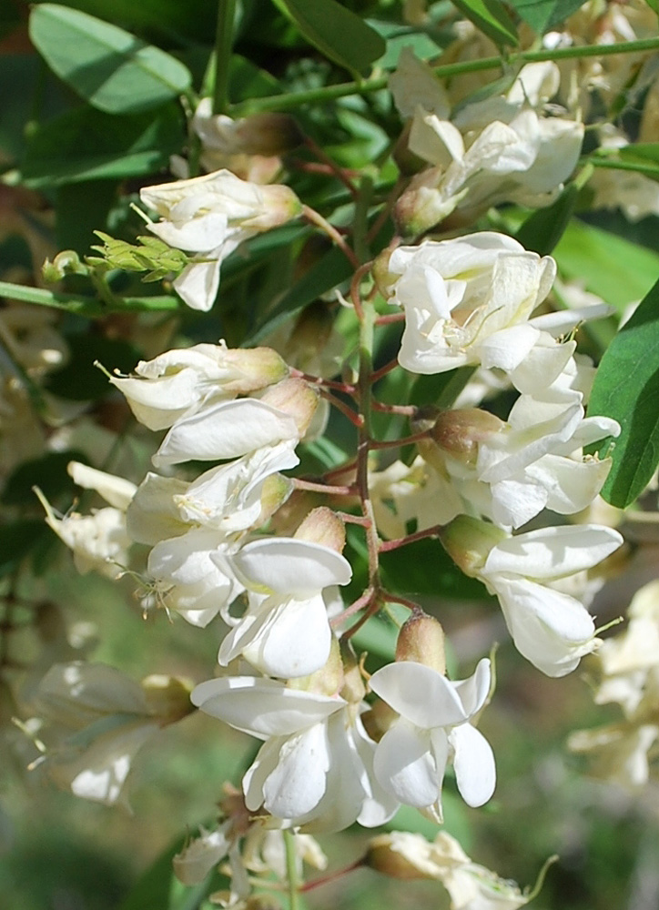 Изображение особи Robinia pseudoacacia.