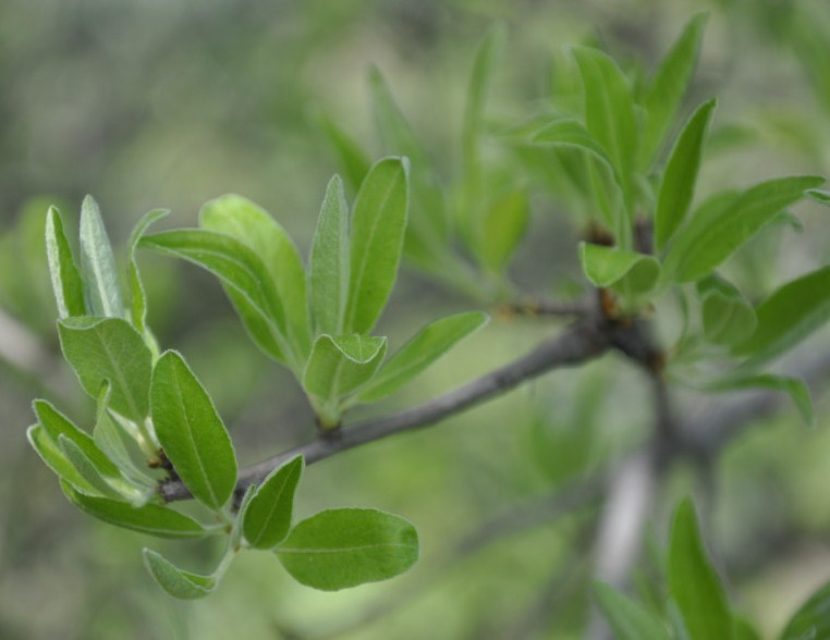 Изображение особи Pyrus amygdaliformis.