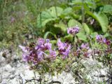 Thymus dubjanskyi