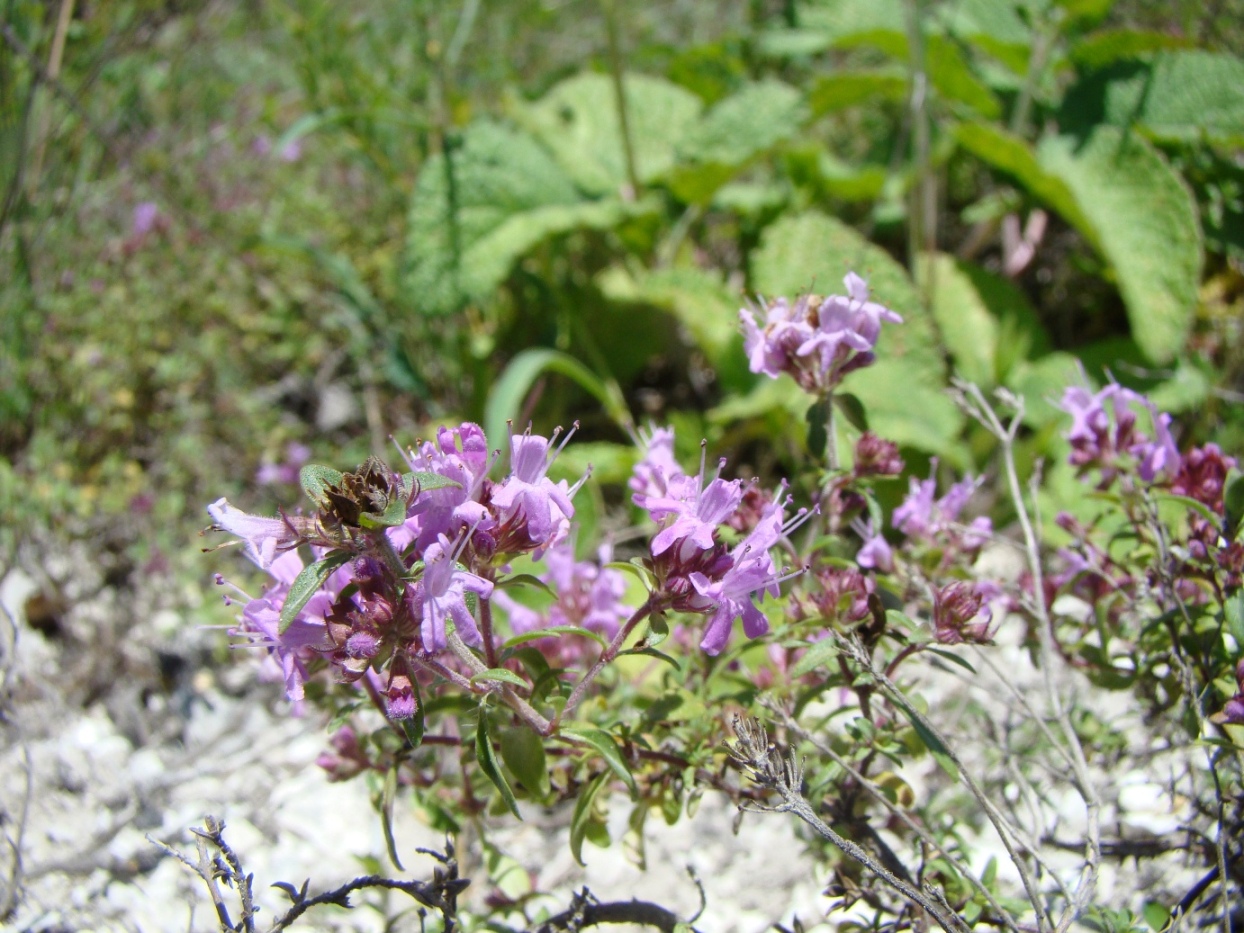 Изображение особи Thymus dubjanskyi.