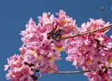 Tabebuia impetiginosa