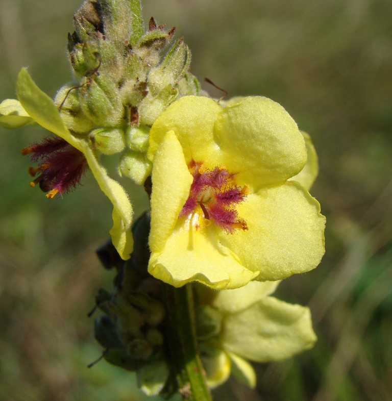 Image of Verbascum marschallianum specimen.