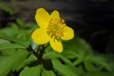 Anemone ranunculoides