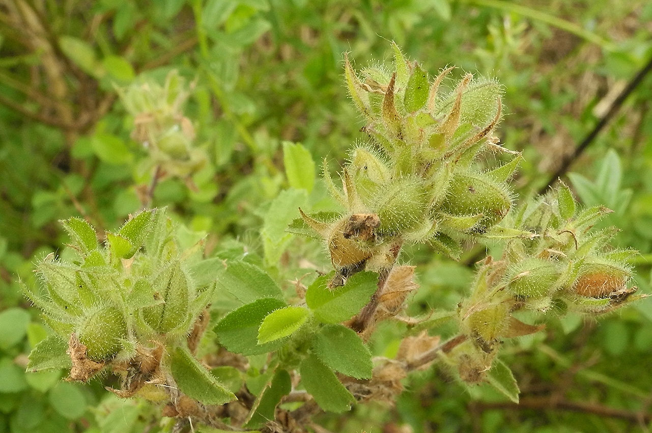 Image of Ononis spinosa specimen.