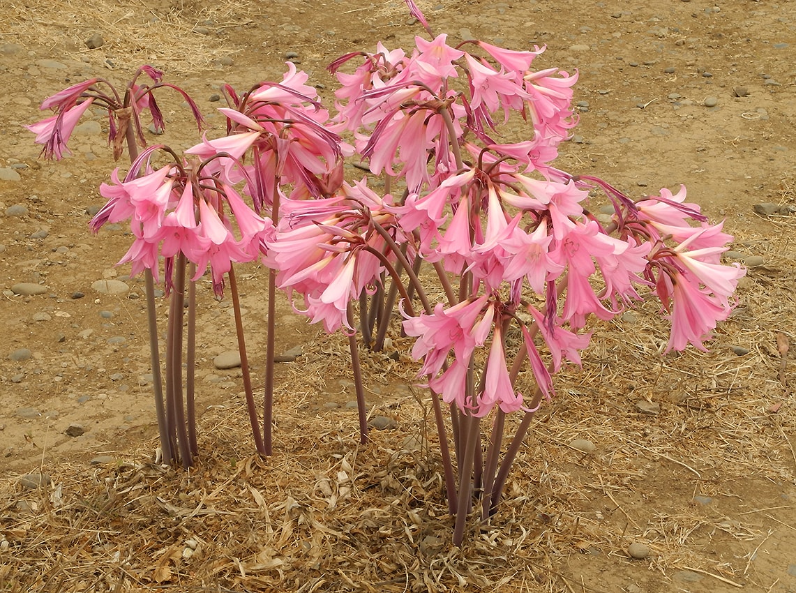 Image of Amaryllis belladonna specimen.