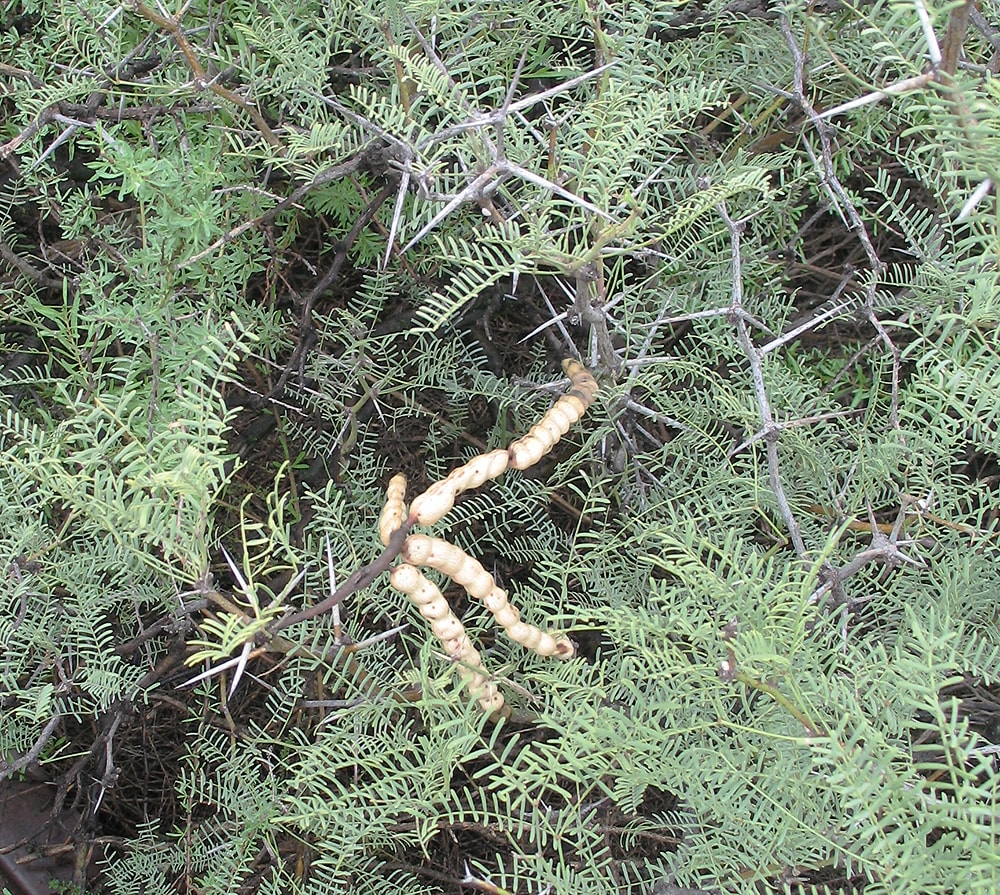 Изображение особи Prosopis flexuosa.