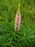 Lupinus × regalis. Цветущее растение. Московская обл., окр. г. Чехов, дачный участок. 09.07.2008.