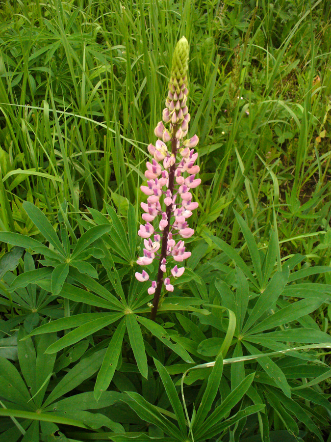 Изображение особи Lupinus × regalis.