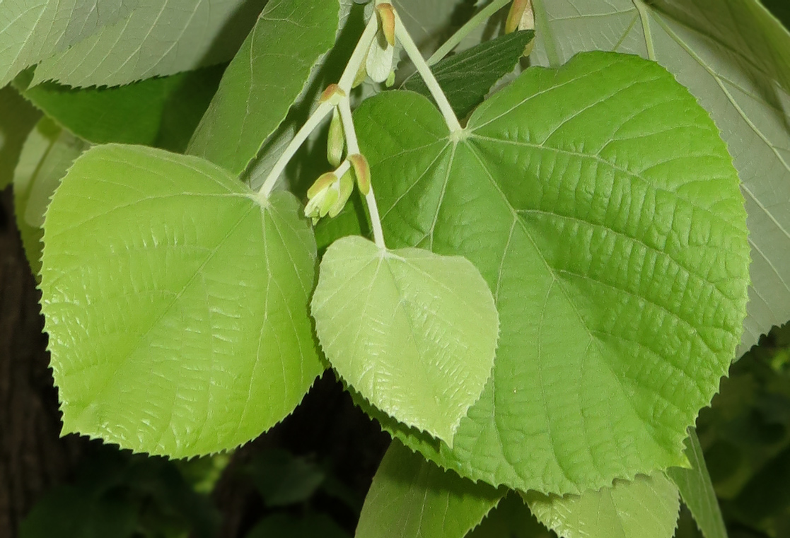 Image of Tilia tomentosa specimen.