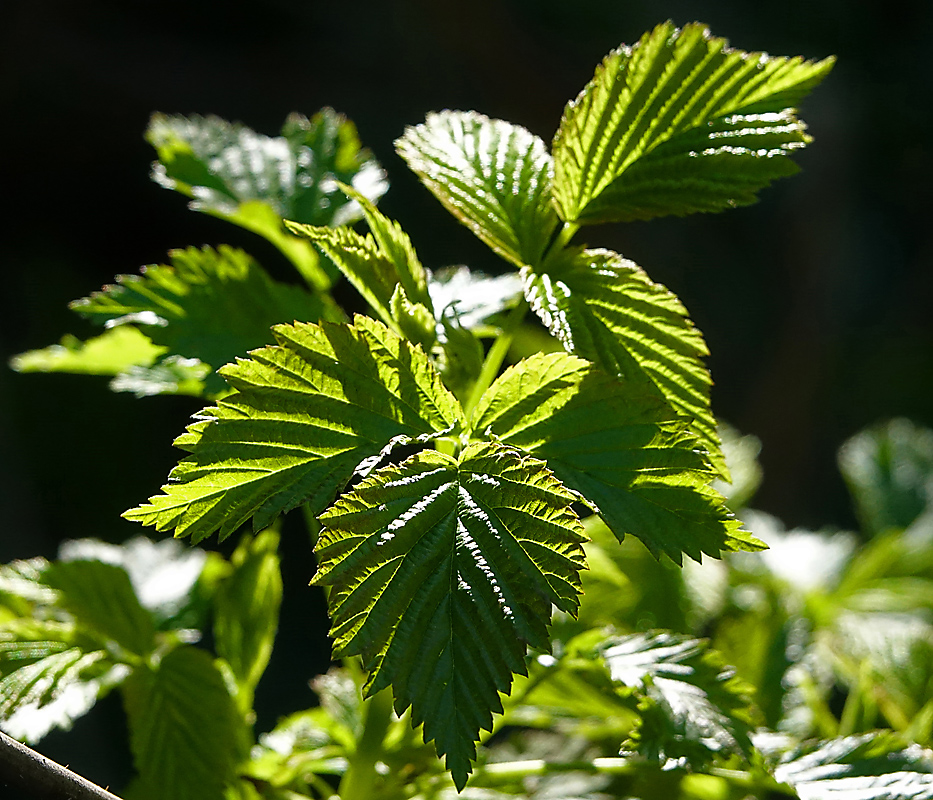 Image of Rubus idaeus specimen.