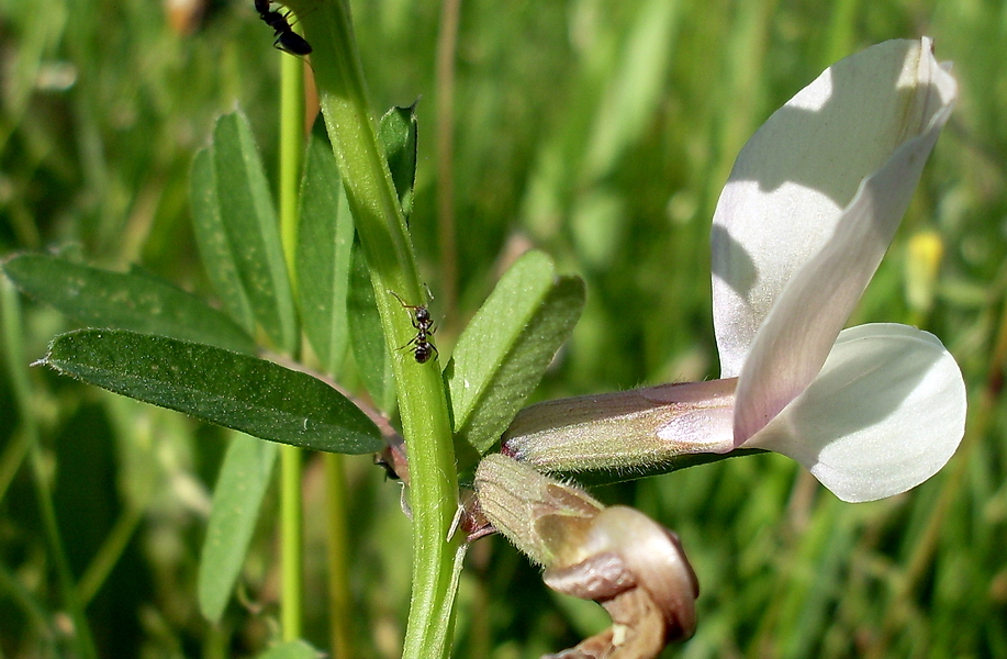 Изображение особи Vicia grandiflora.