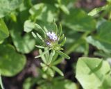 Asperula setosa