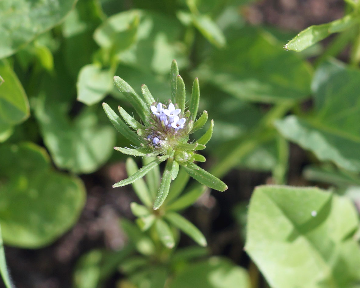 Изображение особи Asperula setosa.