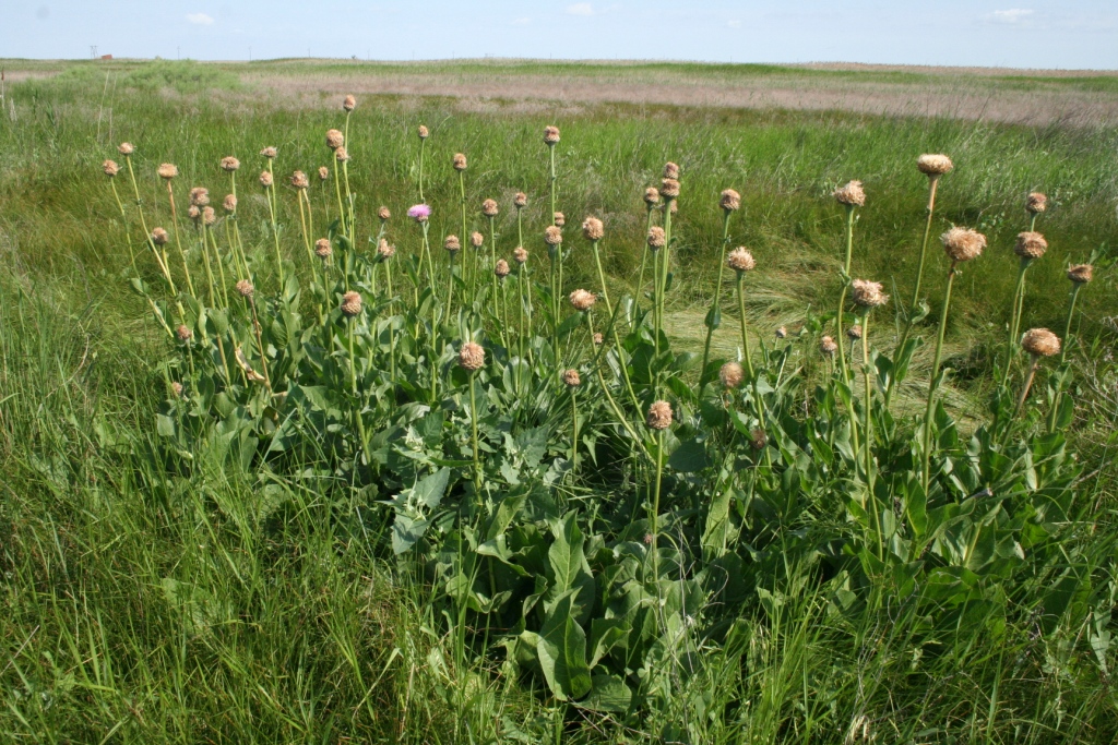 Изображение особи Stemmacantha serratuloides.