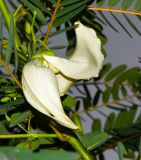Sesbania grandiflora. Цветок. Таиланд, о-в Пхукет, курорт Ката, во дворе, в культуре. 17.01.2017.