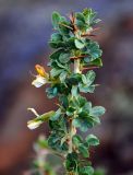 Caragana bungei